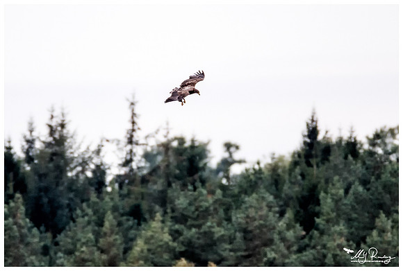 White-tailed Eagle (Zeearend) near Anderslöv and surroundings