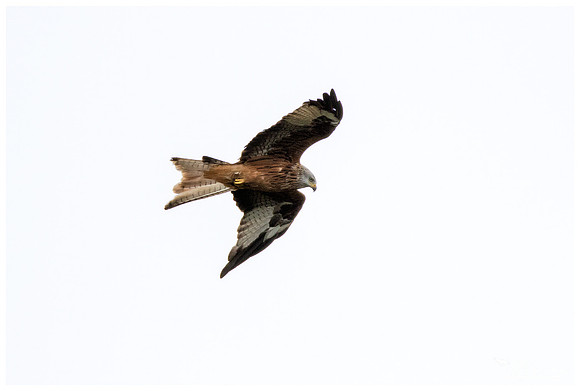 Red Kite (Rode Wouw) near Anderslöv and surroundings