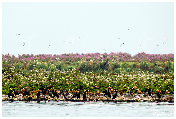 Great Cormorant (Aalscholver) & Ruddy Shelduck (Casarca) at the island De Kreupel at the lake IJsselmeer