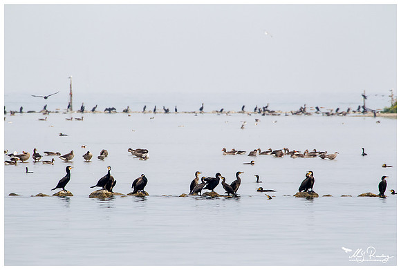 Great Cormorant (Aalscholver) at the island De Kreupel at the lake IJsselmeer