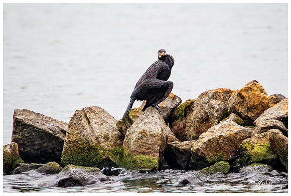 Great Cormorant (Aalscholver) at the island De Kreupel at the lake IJsselmeer