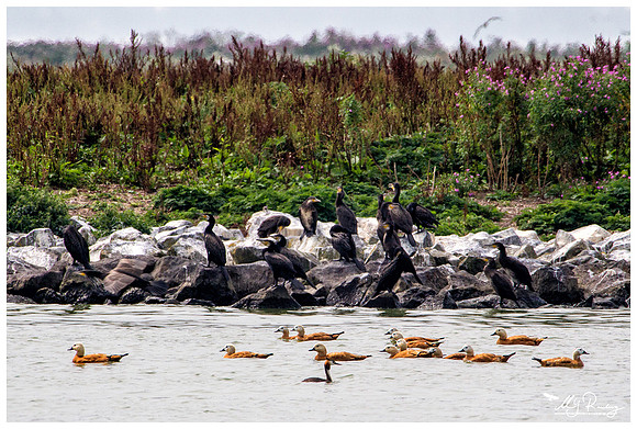 Great Cormorant (Aalscholver) & Ruddy Shelduck (Casarca) at the island De Kreupel at the lake IJsselmeer