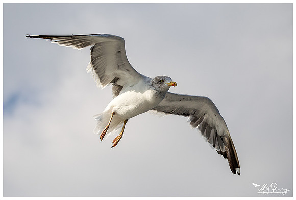 Lesser Black-backed Gull (Kleine Mantelmeeuw) at The Wadden Sea