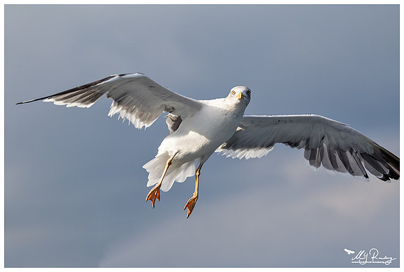 Lesser Black-backed Gull (Kleine Mantelmeeuw) at The Wadden Sea