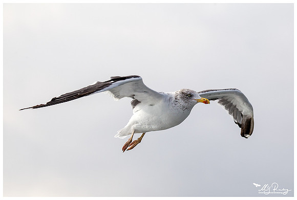 Lesser Black-backed Gull (Kleine Mantelmeeuw) at The Wadden Sea