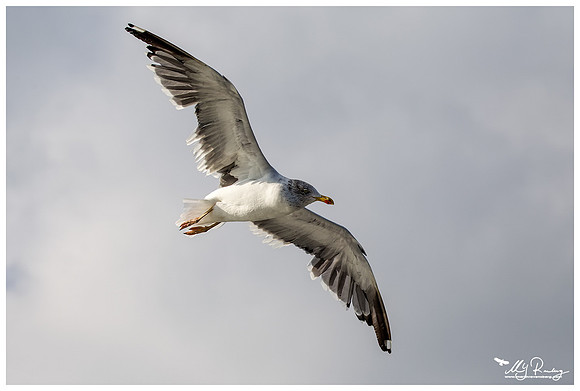 Lesser Black-backed Gull (Kleine Mantelmeeuw) at The Wadden Sea