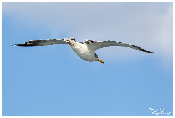 Lesser Black-backed Gull (Kleine Mantelmeeuw) at The Wadden Sea