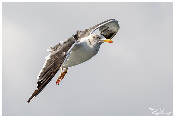 Lesser Black-backed Gull (Kleine Mantelmeeuw) at The Wadden Sea