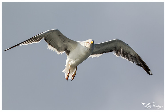 Lesser Black-backed Gull (Kleine Mantelmeeuw) at The Wadden Sea