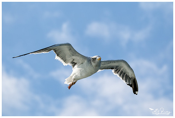 Lesser Black-backed Gull (Kleine Mantelmeeuw) at The Wadden Sea