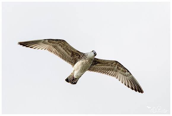 Herring Gull (Zilvermeeuw) at The Wadden Sea