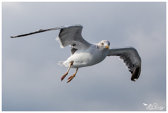 Lesser Black-backed Gull (Kleine Mantelmeeuw) at The Wadden Sea