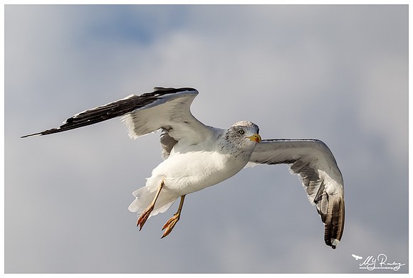 Lesser Black-backed Gull (Kleine Mantelmeeuw) at The Wadden Sea
