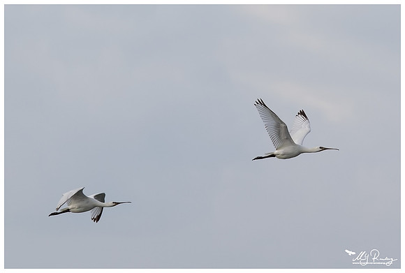Eurasian Spoonbill or Common Spoonbill (Lepelaar) near the island Terschelling in the Wadden Sea
