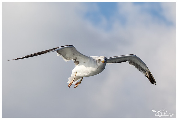 Lesser Black-backed Gull (Kleine Mantelmeeuw) at The Wadden Sea