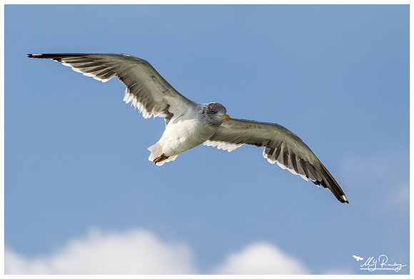 Lesser Black-backed Gull (Kleine Mantelmeeuw) at The Wadden Sea