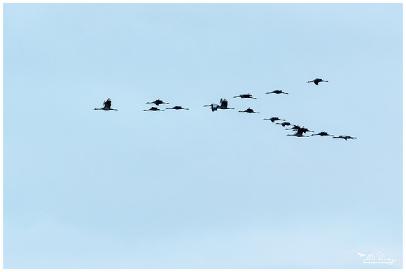 Common Crane (Kraanvogel) near Rehdener Geestmoor.
