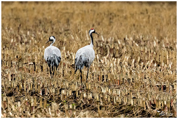 Common Crane (Kraanvogel) near Rehdener Geestmoor.
