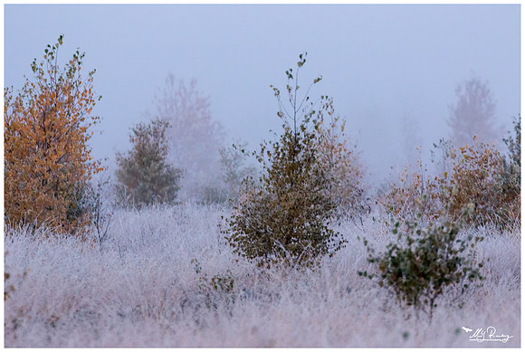 A frosty and misty early morning at Rehdener Geestmoor.