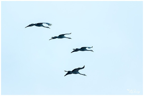 Common Crane (Kraanvogel) near Rehdener Geestmoor.