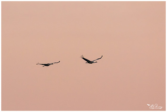 Common Crane (Kraanvogel) at Rehdener Geestmoor.