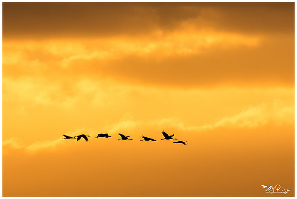 Common Crane (Kraanvogel) near Rehdener Geestmoor.