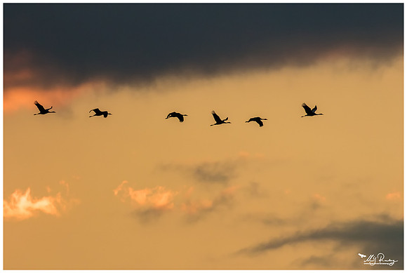 Common Crane (Kraanvogel) near Rehdener Geestmoor.