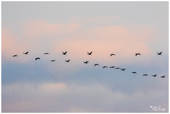 Common Crane (Kraanvogel) near Rehdener Geestmoor.
