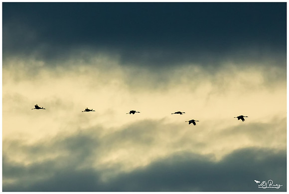 Common Crane (Kraanvogel) near Rehdener Geestmoor.