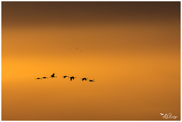Common Crane (Kraanvogel) near Rehdener Geestmoor.