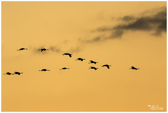 Common Crane (Kraanvogel) near Rehdener Geestmoor.