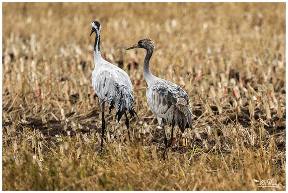 Common Crane (Kraanvogel) near Rehdener Geestmoor.