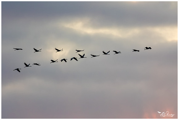 Common Crane (Kraanvogel) near Rehdener Geestmoor.