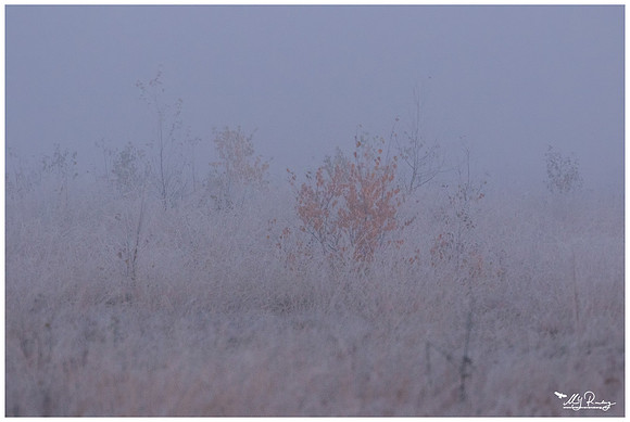 A frosty and misty early morning at Rehdener Geestmoor.