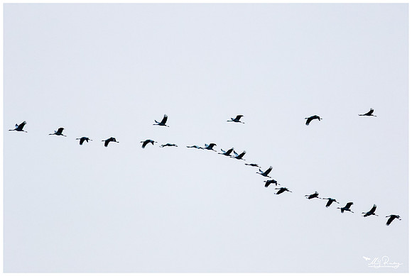 Common Crane (Kraanvogel) near Rehdener Geestmoor.