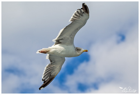 Lesser Black-backed Gull (Kleine Mantelmeeuw) at The Wadden Sea