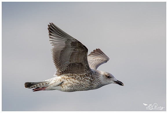 Herring Gull (Zilvermeeuw) at The Wadden Sea
