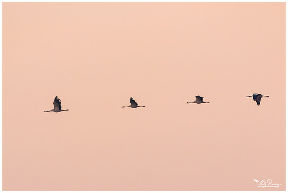 Common Crane (Kraanvogel) at Rehdener Geestmoor.