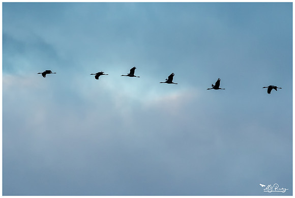 Common Crane (Kraanvogel) near Rehdener Geestmoor.
