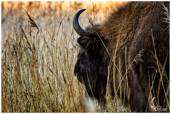 Nature Park Lelystad