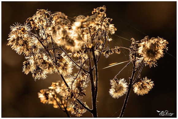 Nature Park Lelystad