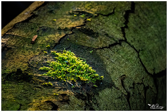 Nature Park Lelystad