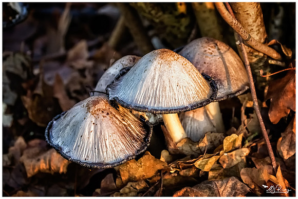 Nature Park Lelystad