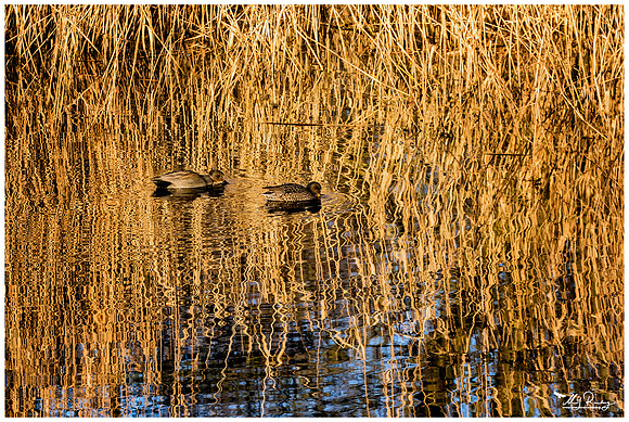 Nature Park Lelystad