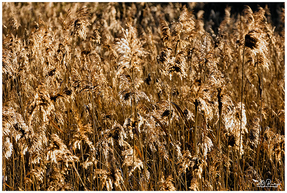 Nature Park Lelystad