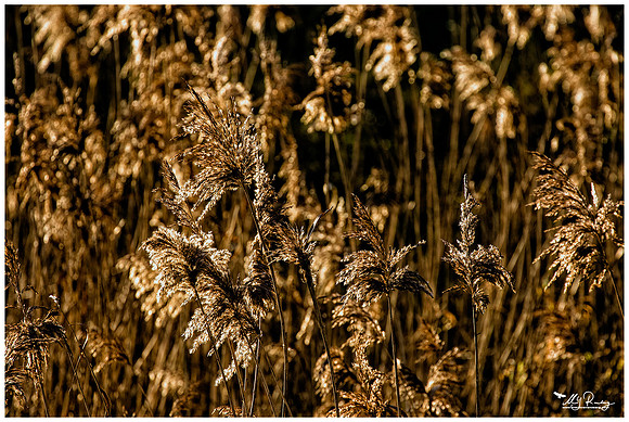 Nature Park Lelystad
