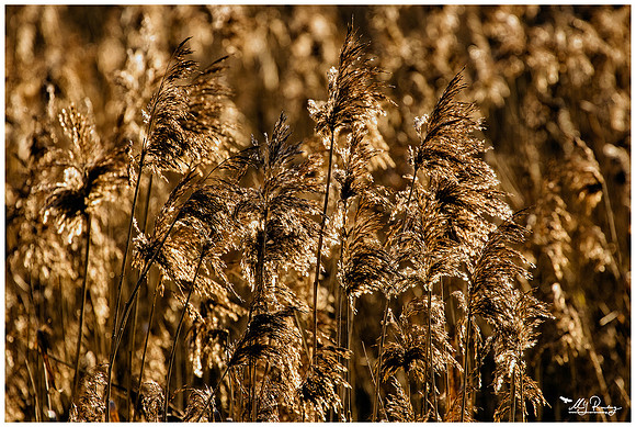 Nature Park Lelystad