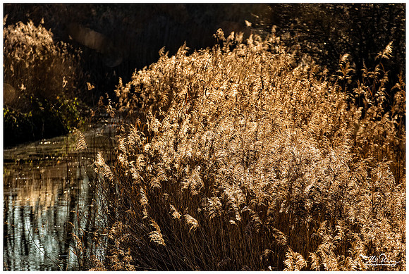 Nature Park Lelystad