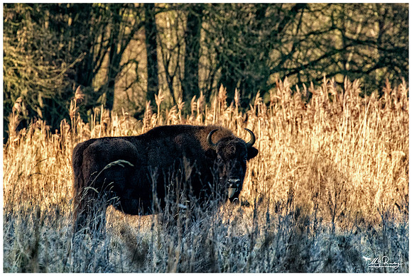 Nature Park Lelystad