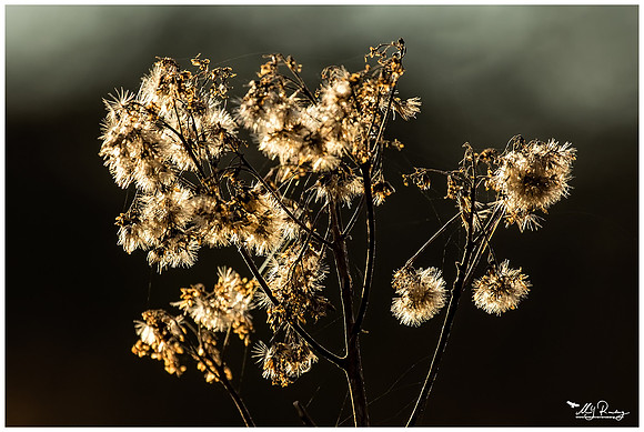 Nature Park Lelystad